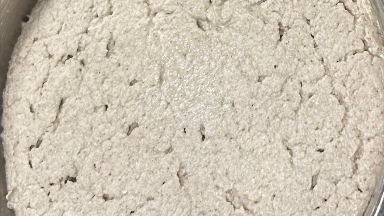 Levain sans gluten au quinoa dans un bocal en verre, bulles visibles en surface montrant une fermentation active.